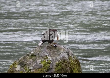 Un'aquila calva in piedi su una roccia in Alaska, mangiando un salmone Foto Stock