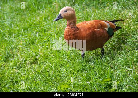 Il ridente shelduck cammina attraverso il prato verde. Sheldy ruddy, Tadorna ferruginea Foto Stock