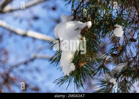Ramo di pino con piccoli coni e neve, sfondo sfocato di cielo blu e alberi Foto Stock