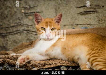 I gatti sanno come ottenere cibo senza lavoro, riparo senza confinamento e amore senza sanzioni. Foto Stock