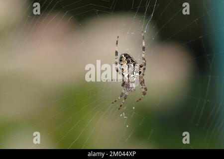 Ragno giardino europeo (Araneus diadematus), seduto in mezzo alla rete e sdraiato in attesa di preda, Wilden, Renania settentrionale-Vestfalia, Germania, EUR Foto Stock