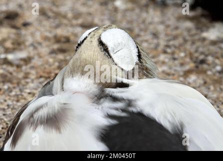 Primo piano di un uomo addormentato Spectacled Eider (Somateria fischeri) su un sentiero accanto a un lago in un parco paludoso nel sud dell'Inghilterra Foto Stock