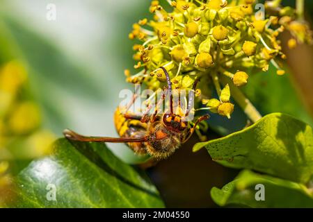 Calabrone europeo (Vespa crabro), primo piano, bassa Austria, Austria, Europa Foto Stock