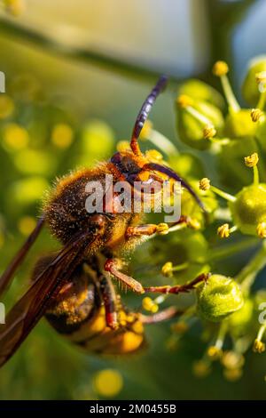 Calabrone europeo (Vespa crabro), primo piano, bassa Austria, Austria, Europa Foto Stock