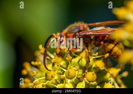 Calabrone europeo (Vespa crabro), primo piano, bassa Austria, Austria, Europa Foto Stock