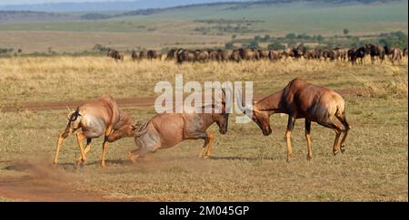 Battaglia di tre tori di topo lechwe, Maasai Mara Game Reserve, Kenya, Africa Foto Stock