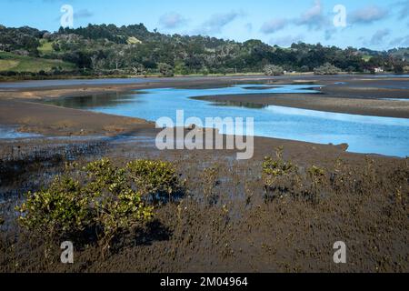 L'estuario del fiume Puhoi, il Parco Regionale di Wenderholm, Orewa, Auckland, North Island, Nuova Zelanda Foto Stock
