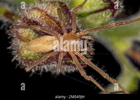 Adulto a lunghe zampe SAC Spider del genere Cheiracanthium Foto Stock