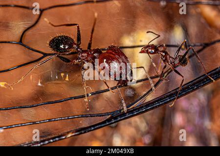 Donna adulta Grande testa Ants del genere Pheidole predicando su una cicada Foto Stock