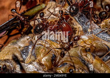 Donna adulta Grande testa Ants del genere Pheidole predicando su una cicada Foto Stock