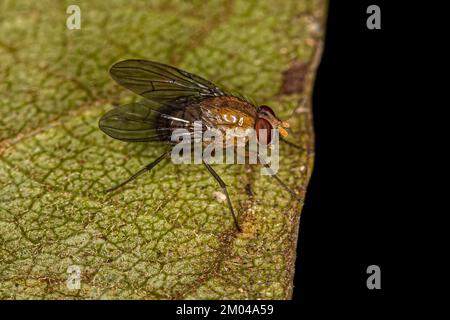 Adulto Muscoid Fly della Famiglia Muscidae Foto Stock