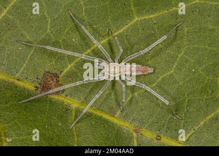 Piccolo fantasma Spider della famiglia Anyphaenidae Foto Stock