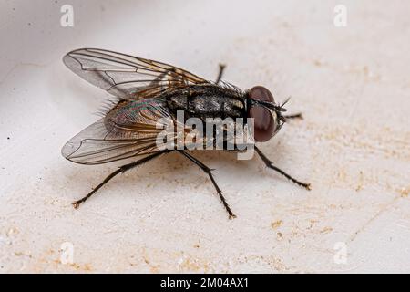 Adulto Muscoid Fly della Famiglia Muscidae Foto Stock
