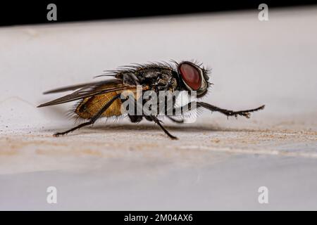 Adulto Muscoid Fly della Famiglia Muscidae Foto Stock
