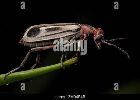 Adulto Burning Blister Beetle del genere Epicauta Foto Stock