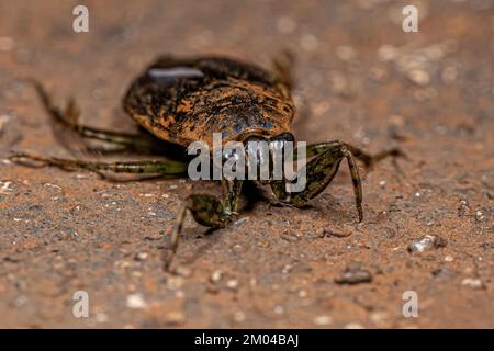 Adulto Gigante acqua Bug del genere Belostoma Foto Stock