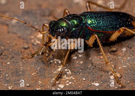 Coleotteri metallici adulti del genere Tetracha Foto Stock