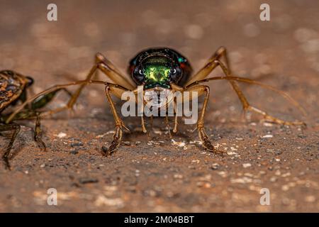 Coleotteri metallici adulti del genere Tetracha Foto Stock