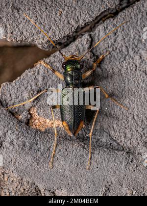 Coleotteri metallici adulti del genere Tetracha Foto Stock