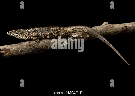 Golden Tegu (Tupinambis teguixin) Foto Stock