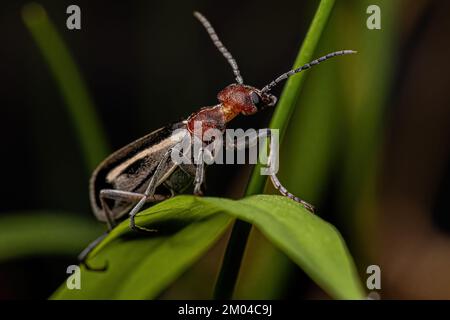 Adulto Burning Blister Beetle del genere Epicauta Foto Stock