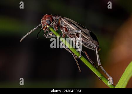 Adulto Burning Blister Beetle del genere Epicauta Foto Stock