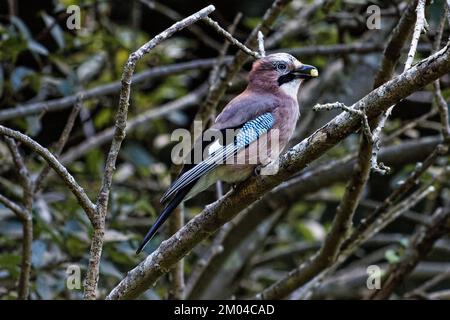 Eurasian Jay arroccato su un ramo che tiene cibo in esso è cibo Foto Stock
