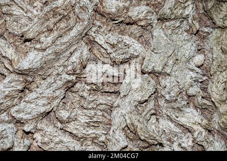 Corteccia di pioppo nero (Populus nigra), Renania, Germania Foto Stock
