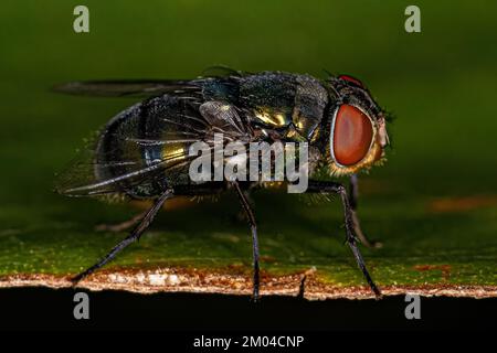 Volo di colpo per adulti della famiglia Calliforidae Foto Stock