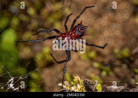 Adulto Orbweaver maschio della specie Actinosoma pentacanthum Foto Stock