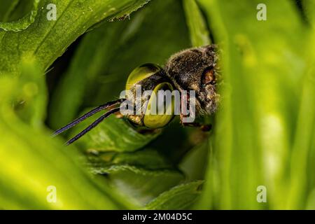 Asp adulta amante della sabbia del genere Tachytes Foto Stock