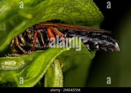 Asp adulta amante della sabbia del genere Tachytes Foto Stock