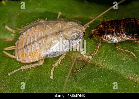 Legno Cockroach Nymph della famiglia Ectobiidae Foto Stock