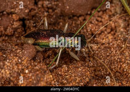 Coleotteri metallici adulti del genere Tetracha Foto Stock