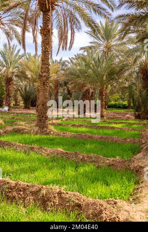 Una tipica oasi africana in un deserto del Sahara, Marocco. Agricoltura ecologica, estesa. Foto Stock