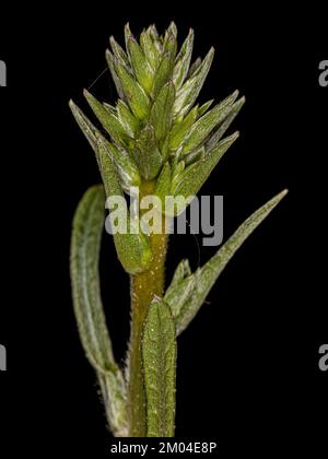 Piccola foglia di dicot della classe Magnoliopsida Foto Stock