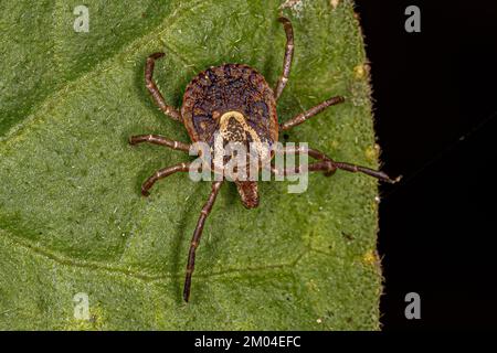 Femmina Adulto Cayenne Tick della specie Amblyomma cajennense Foto Stock