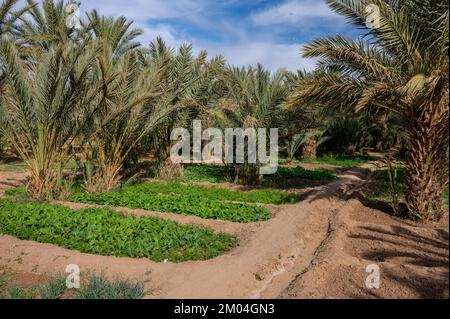 Una tipica oasi africana in un deserto del Sahara, Marocco. Agricoltura ecologica, estesa. Foto Stock