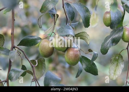 Kul boroi jujube verde e enorme acido, prugne verdi primo piano su un villaggio. Foto Stock