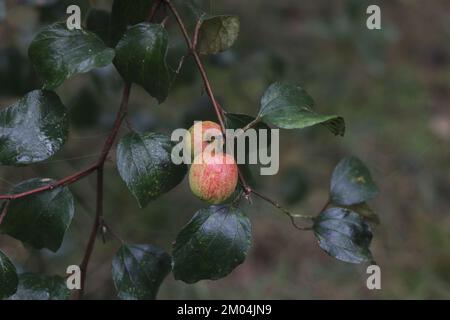 Molti colori dolci kul boroi prugne, frutta boroi nella verdura sul backgroud. Foto Stock