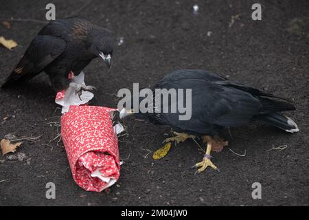 04 dicembre 2022, Hessen, Francoforte sul meno: Le caracaras di Falkland disimballano un regalo nella loro recinzione allo Zoo di Francoforte. La confezione contiene insetti, tra le altre cose. Lo zoo ospita un'imbarcazione dell'Avvento del secondo Avvento, nel contesto della quale alcuni animali saranno poi anche regalati. Foto: Sebastian Gollnow/dpa Foto Stock