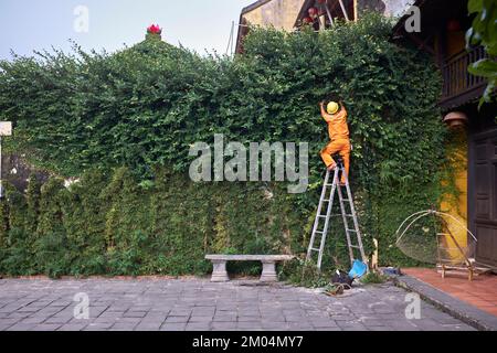 Operaio in cima alla scala fili di riparazione Hoi An Vietnam Foto Stock