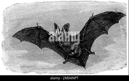 Pipistrello dalle orecchie lunghe, volante, Plecotus auritus SYN. Verspertilio auritius, anonimo (libro zoologico, 1889), Langohrige Fledermaus, fliegend, Oreillard roux, volant Foto Stock