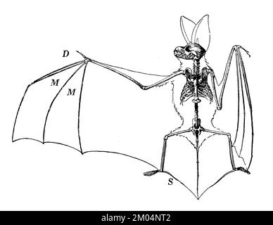 Pipistrello dalle orecchie lunghe, sceleton, Plecotus auritus SYN. Verspertilio auritius, Anonym (libro zoologico, 1928), Langohrige Fledermaus, Skelett, Oreillard roux, squelette Foto Stock