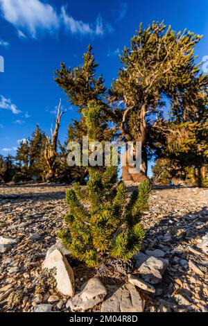 Giovane Pino di Bristlecone, Pinus longaeva, protetto nell'antica Foresta di Pino di Bristlecone, Inyo National Forest, California, USA Foto Stock