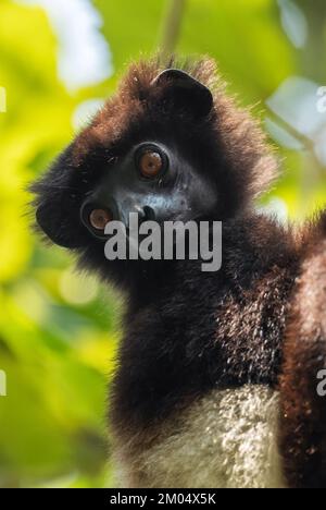 Sifaka di Milne-Edwards - Propithecus edwardsi, bellissimo primate a rischio di estinzione delle foreste del Madagascar, Parco Nazionale di Ranomafana, Madagascar. Foto Stock