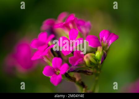 Piccolo fiore viola rosa su sfondo verde. Foto Stock