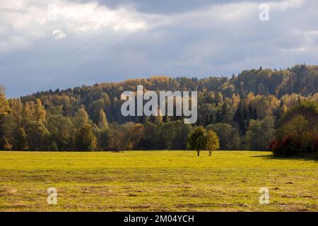 Vista sulla natura con alberi autunnali, erba verde e sole con cielo blu e nuvole grigie Foto Stock