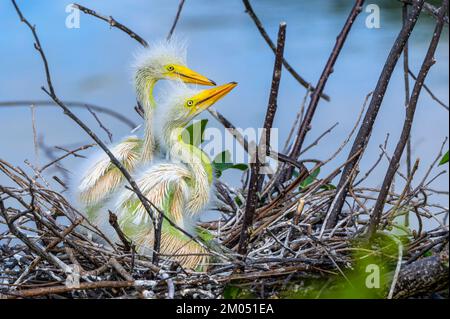 I pulcini grandi dell'egret (Ardea alba) sul nido in rookery a Wakodahatchee Wetlands, Florida, Stati Uniti. Foto Stock