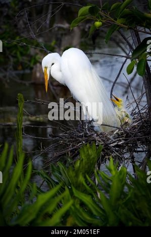 Grande grata bianca (Ardea alba) sul nido con pulcini in rookery a Wakodahatchee Wetlands, Florida, USA. Foto Stock